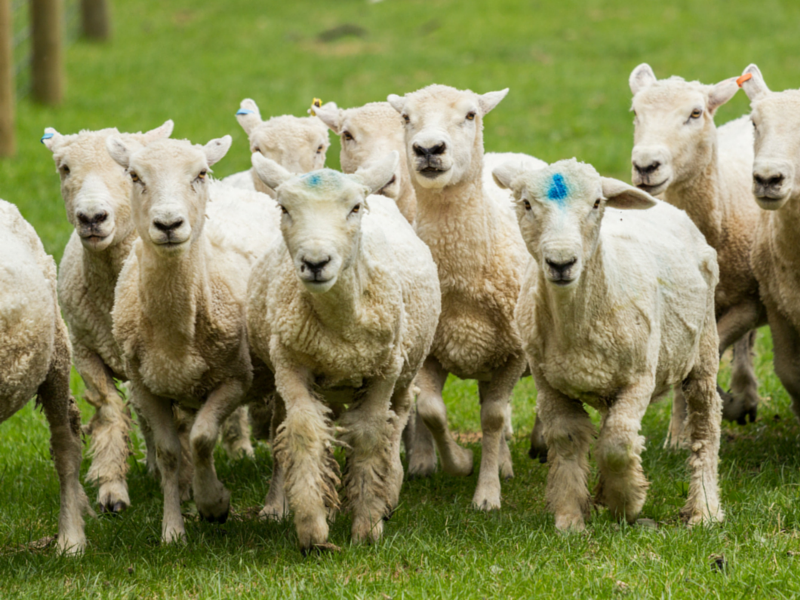 Sheep in New Zealand