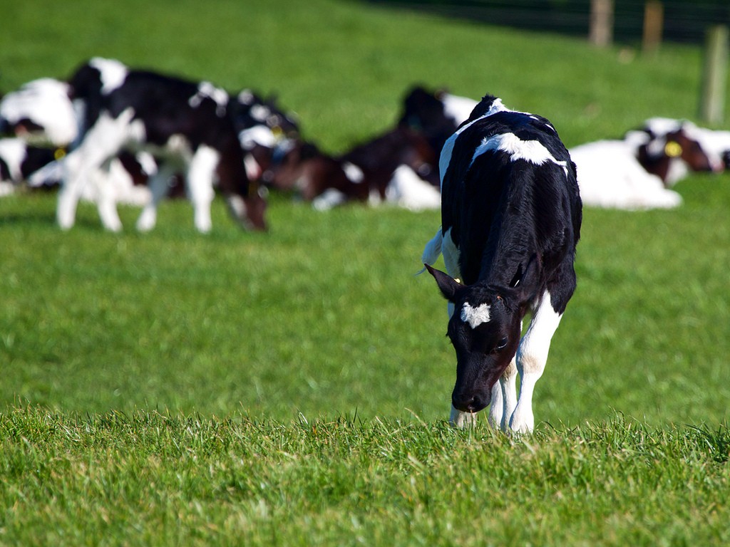 grazing calves at pungarehu