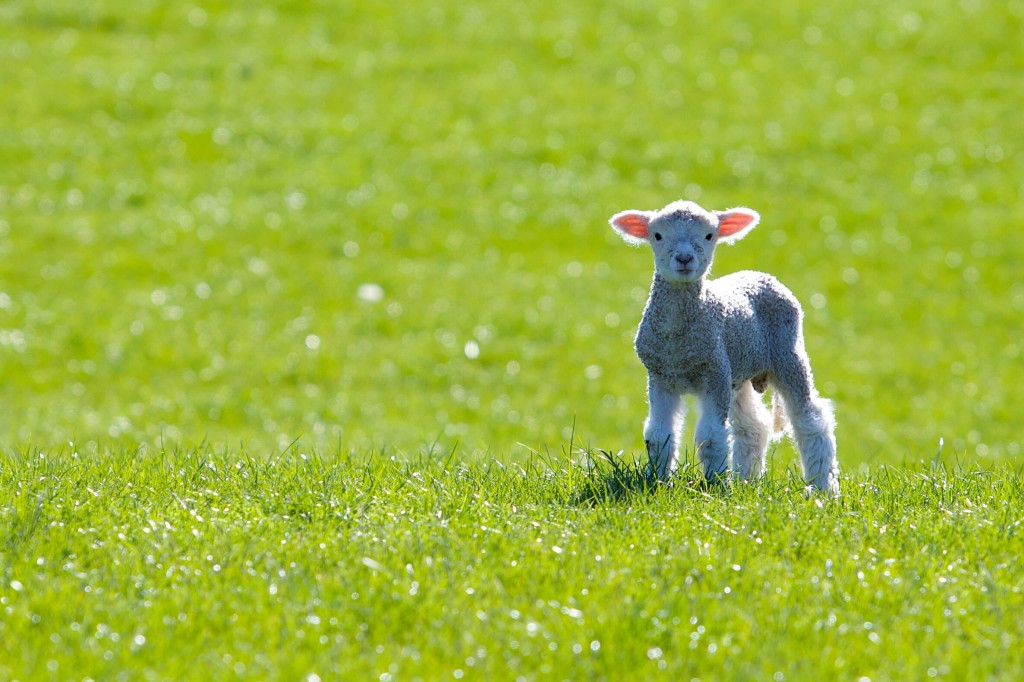 Spring_lamb,_rural_New_Zealand