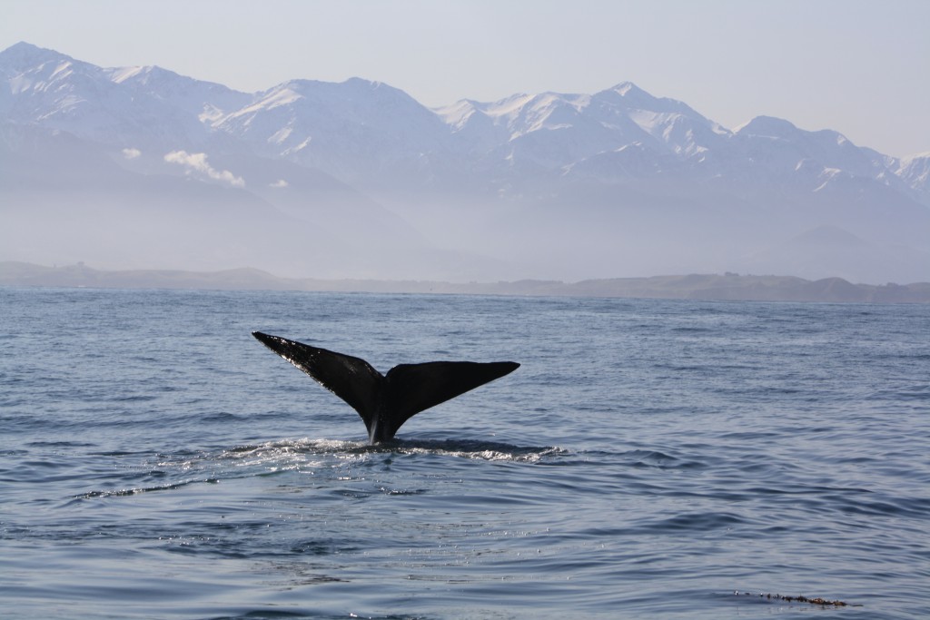 Marine Tourism NZ