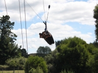 The Swoop Rotorua 2