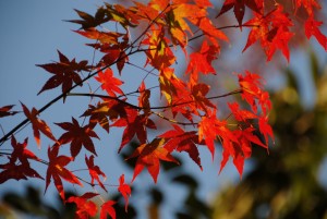autumn